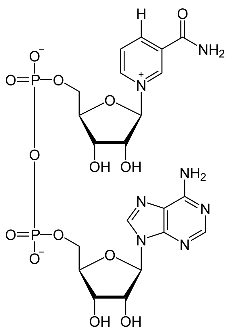 NAD+ 99% proszek, Dinukleotyd PODJĘZYKOWY, metabolit NMN - Image 6
