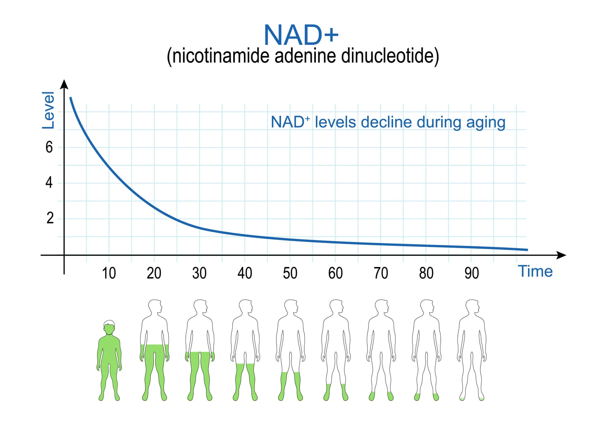 Resveratrol + NAD⁺ 500 mg - 60 kapsułek - Image 8