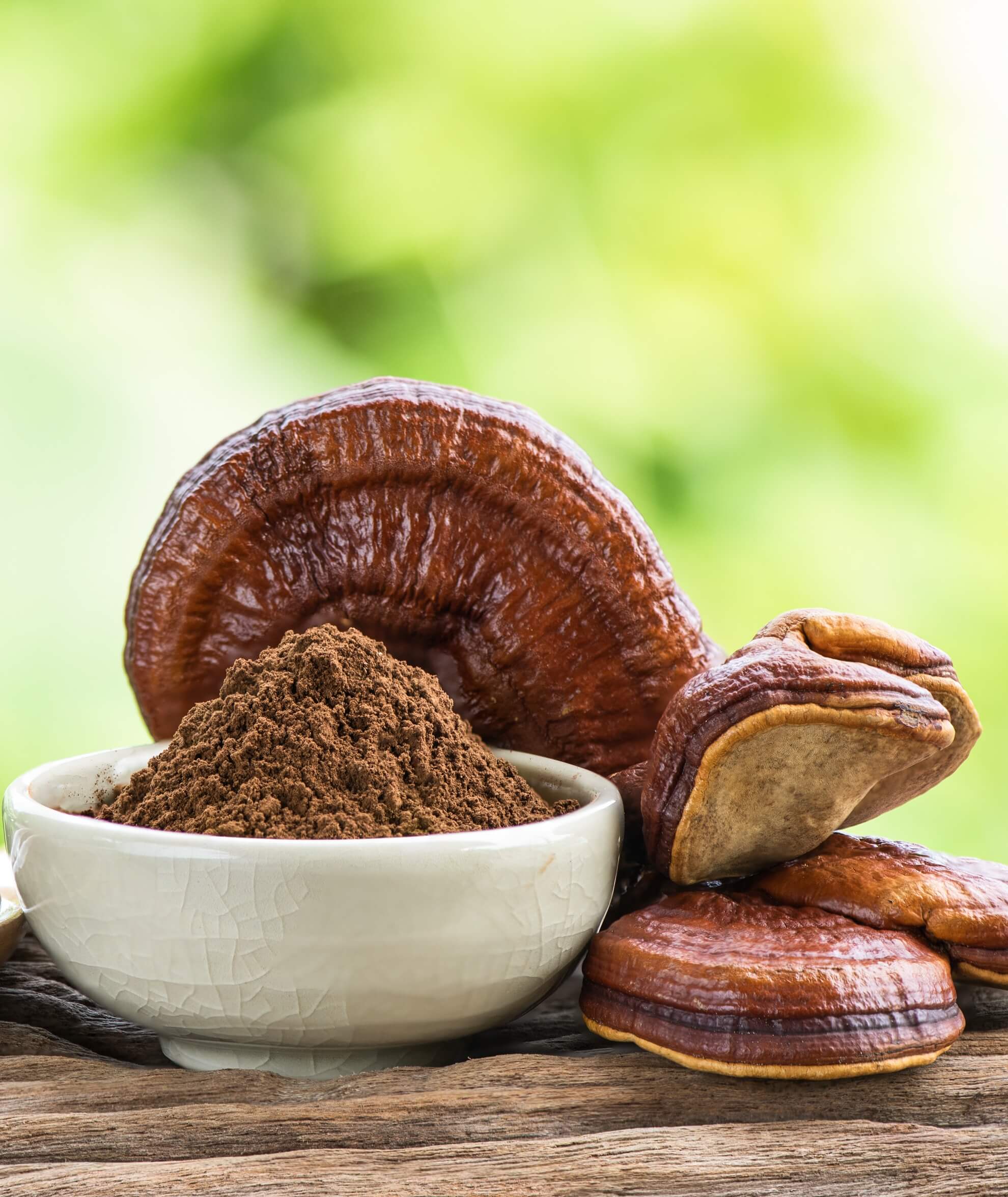 REISHI proszek ekstrakt DER 12:1 z owocników Ganoderma lucidum (50% polisacharydów, 30% beta-glukanów, 2% triterpenów!) - Image 4